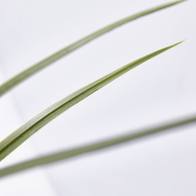 EDG Enzo De Gasperi Festuca con Vaso H 122 Cm Colore Verde