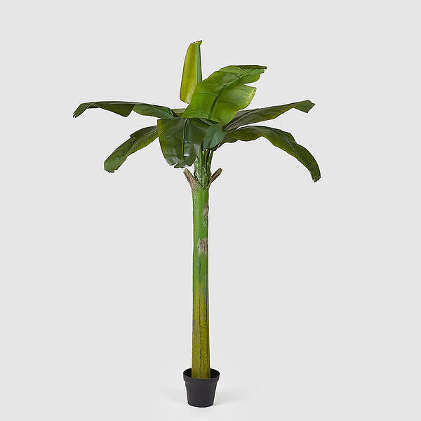EDG Enzo De Gasperi Banane Pflanze Mit Vase H185 (8fg) C1 Green