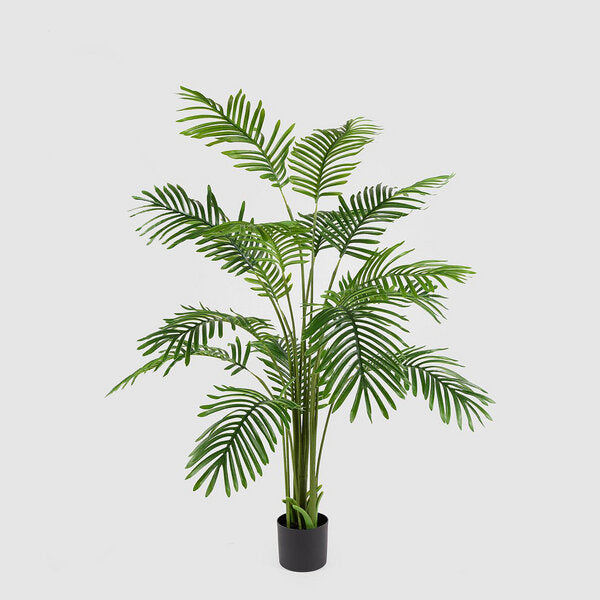 EDG Enzo De Gasperi Palma Areca C/Vaso H150 C3 Grün