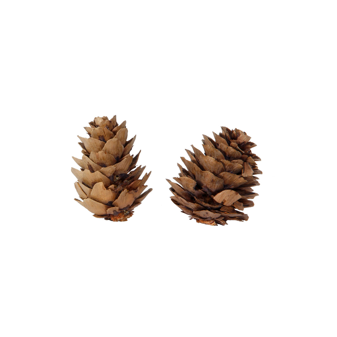 Piovaccari Schachtel mit 50 Naturzapfen Ø4 cm – Dekorative Zapfen für Weihnachtsbaum, Weihnachtsdekoration, Tischdeko und DIY