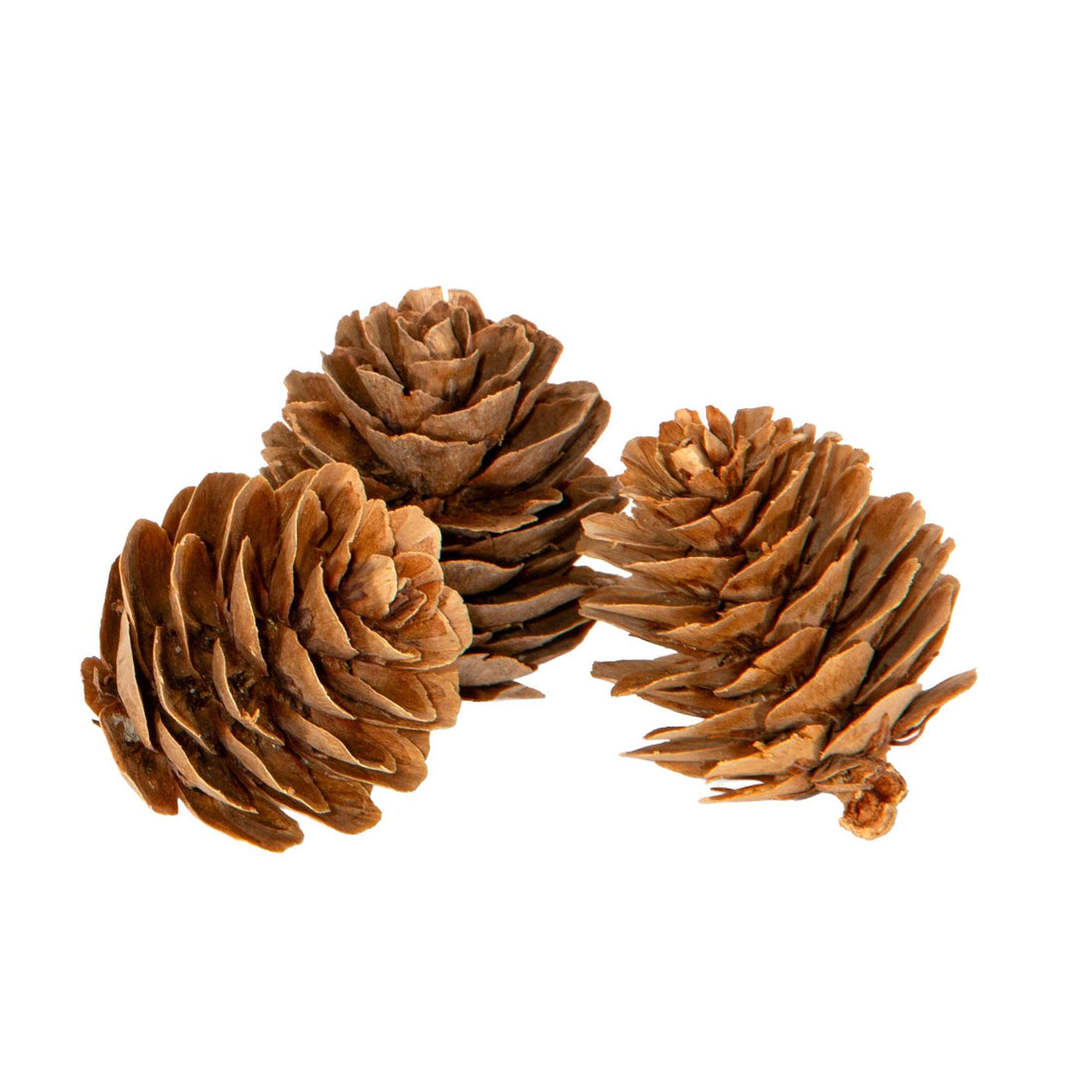 Piovaccari 15er-Set Deko-Zapfen Ø3 cm – Zapfen für Weihnachtsbaum, Weihnachtsdeko, Tischdeko und Basteln