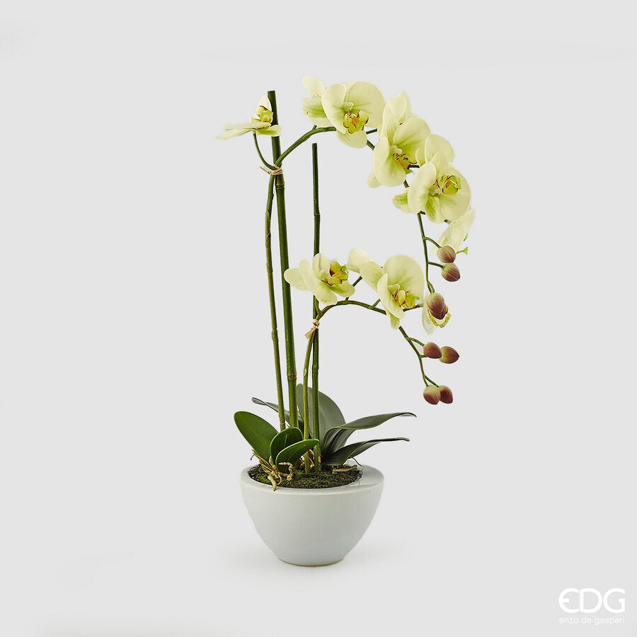 edg enzo de gasperi edg enzo de gasperi orchidea phalaenopsis real x2 con vaso h 50 cm pianta artificiale verde chiaro ean 8054184927327