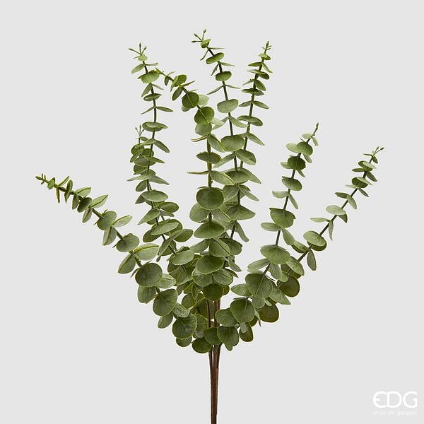 immagine-1-edg-enzo-de-gasperi-eucalipto-olis-cesp-x8-h52-c3-green