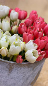 edg enzo de gasperi bouquet di 5 tulipani chiusi gomma h 40 cm ass red ean 8059824081773