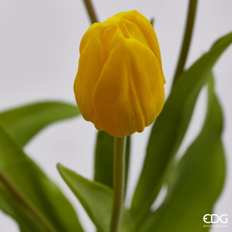 EDG Enzo De Gasperi Strauß aus 5 Tulpen Olis Ass. H 40 Cm Gelb 1 Stk