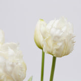 edg enzo de gasperi edg enzo de gasperi bouquet 5 tulipani parrot olis ass h 40 cm white pink 1 pz ean 8059824237309