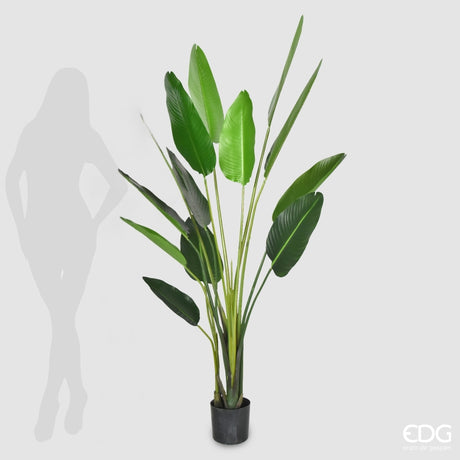 EDG Enzo De Gasperi Strelitzie mit Künstlichem Topf H 185 Cm Farbe Grün