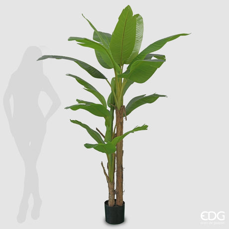 EDG Enzo De Gasperi Banane mit künstlichem Topf H 200 cm Farbe Grün