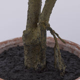 edg enzo de gasperi edg enzo de gasperi ficus con vaso artificiale h 60 cm green ean 8059824355263
