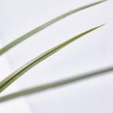 EDG Enzo De Gasperi Festuca con Vaso H 122 Cm Colore Verde