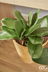 EDG Enzo De Gasperi Orchidee Phalaenopsis Blatt x5 Künstlich H 27 Cm Grün
