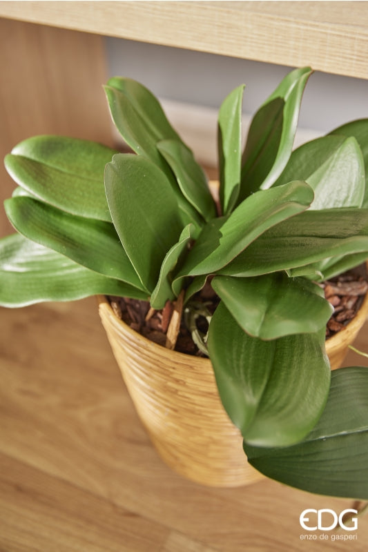 EDG Enzo De Gasperi Orchidee Phalaenopsis Blatt x5 Künstlich H 27 Cm Grün