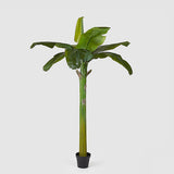 EDG Enzo De Gasperi Banane Pflanze Mit Vase H185 (8fg) C1 Green