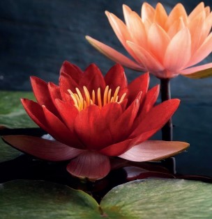 interchem italia interchem italia nefel scent deodorante concentrato red water lily 480 ml ean 8007134992715