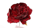 ARPIMEX Pick Pfingstrose Einfache Rot