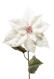 ARPIMEX Poinsettie Weihnachtsstern Verschneite H 80 cm Weiß