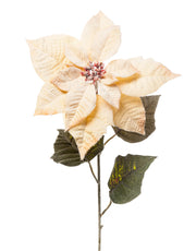 ARPIMEX Weihnachtsstern Schneebedeckte Poinsettie H 80 cm Honig