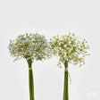 edg enzo de gasperi edg enzo de gasperi gypsophila chic 8 pz h 32 cm bianco e blu fiori artificiali decorativi assortiti design elegante 1 pz ean 8059824907257