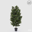 edg enzo de gasperi edg enzo de gasperi pianta artificiale agrifoglio h 157 cm con vaso anti uv verde per interno ed esterno ean 8059824655356