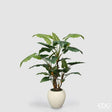 edg enzo de gasperi edg enzo de gasperi pianta artificiale alocasia vogue con vaso h 180 cm pianta decorativa realistica design moderno ean 8059824655172