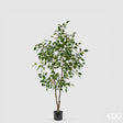 edg enzo de gasperi edg enzo de gasperi pianta artificiale ficus vogue con vaso h 150 cm pianta decorativa realistica design moderno ean 8059824655240