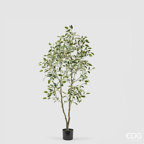 edg enzo de gasperi edg enzo de gasperi pianta artificiale ficus vogue con vaso h 150 cm pianta decorativa realistica design moderno ean 8059824655264