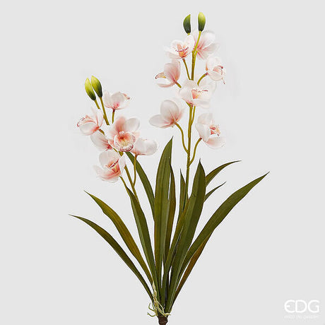 immagine-1-edg-enzo-de-gasperi-orchidea-cymbidium-real-h-59-cm-bianco-rosa-ean-8056372881916