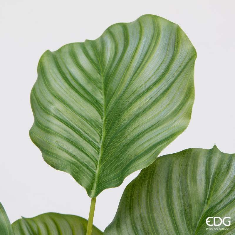 edg enzo de gasperi edg enzo de gasperi calathea cespuglio x10 h 50 cm pianta artificiale verde ean 8059824634726