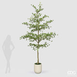 edg enzo de gasperi edg enzo de gasperi pianta artificiale bucida buceras vogue con vaso h 300 cm pianta decorativa realistica design moderno ean 8059824655097
