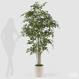 edg enzo de gasperi edg enzo de gasperi pianta artificiale ficus beniamino vogue con vaso h210 cm pianta decorativa realistica design moderno ean 8059824655059