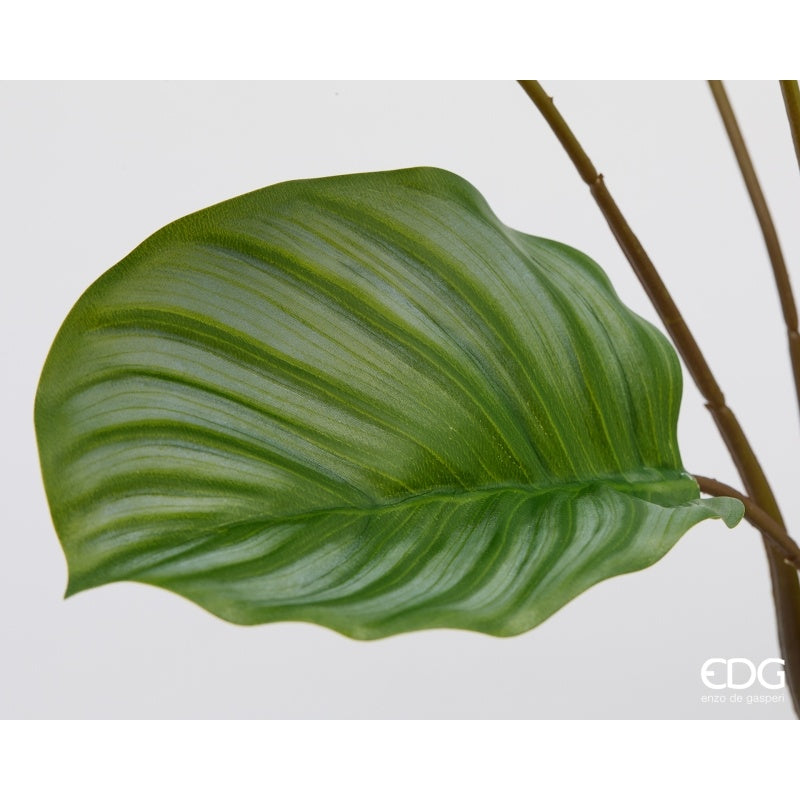 edg enzo de gasperi edg enzo de gasperi calathea cespuglio x10 h 50 cm pianta artificiale verde ean 8059824634726