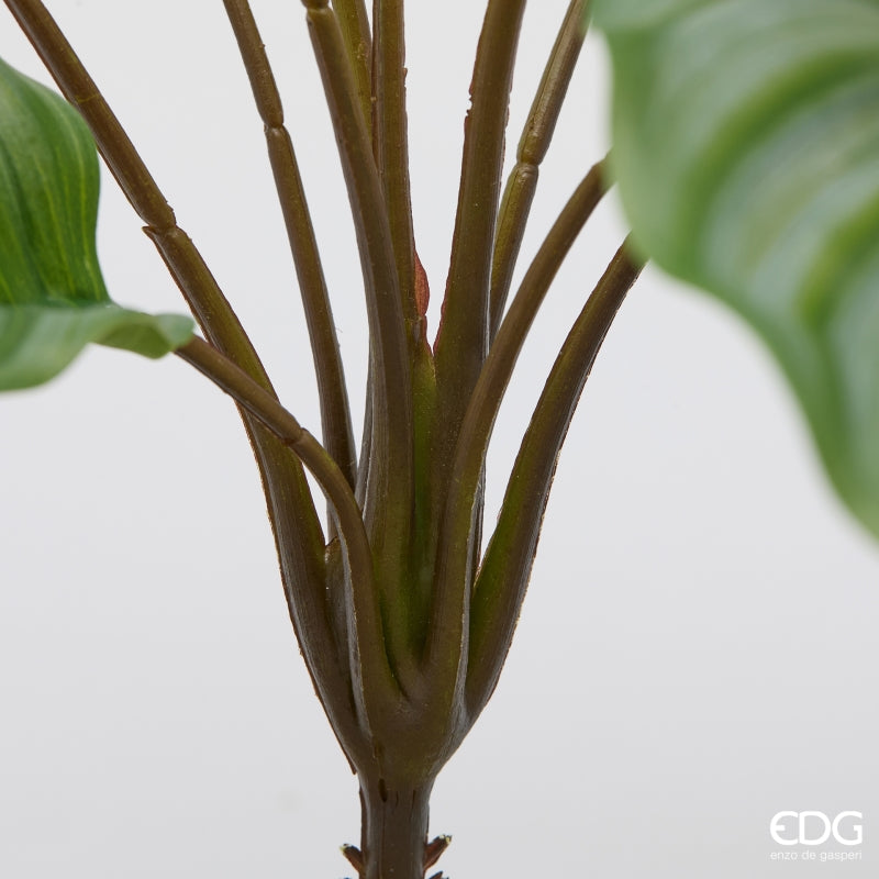 edg enzo de gasperi edg enzo de gasperi calathea cespuglio x10 h 50 cm pianta artificiale verde ean 8059824634726