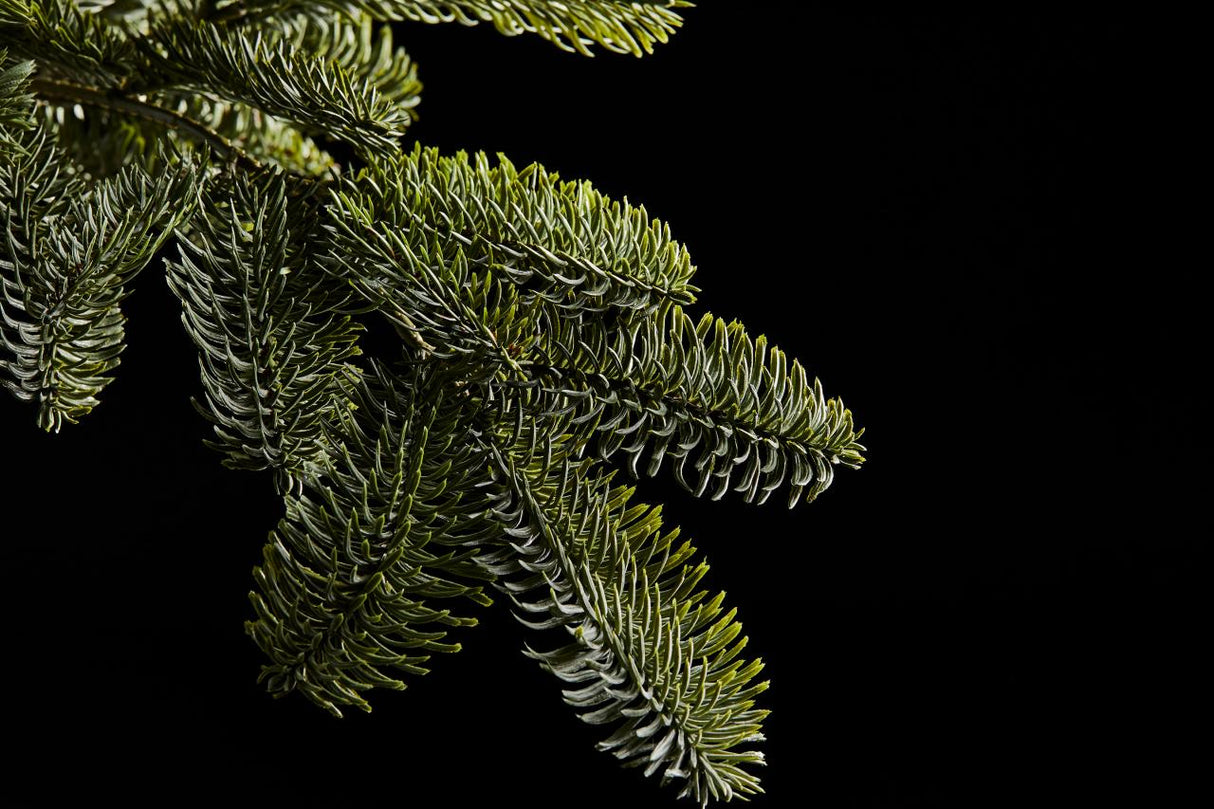 edg_enzo de gasperi edg enzo de gasperi albero di natale pino merano h 210 cm d 132 cm 1268 tips ean 8056372412585